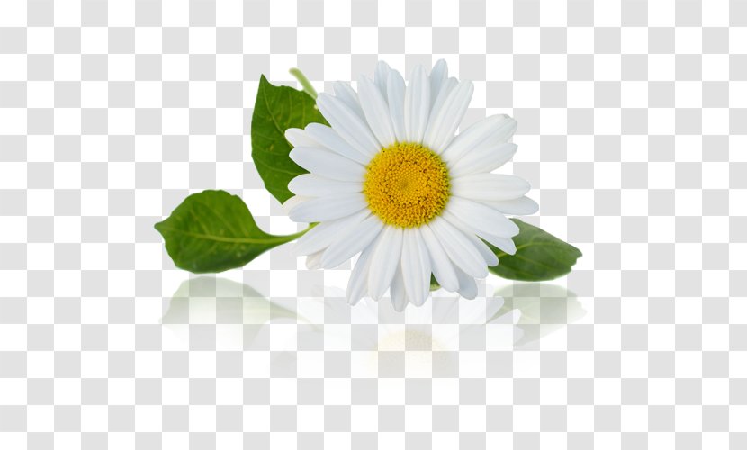 Chamomile Stock Photography Royalty-free - Daisy Transparent PNG