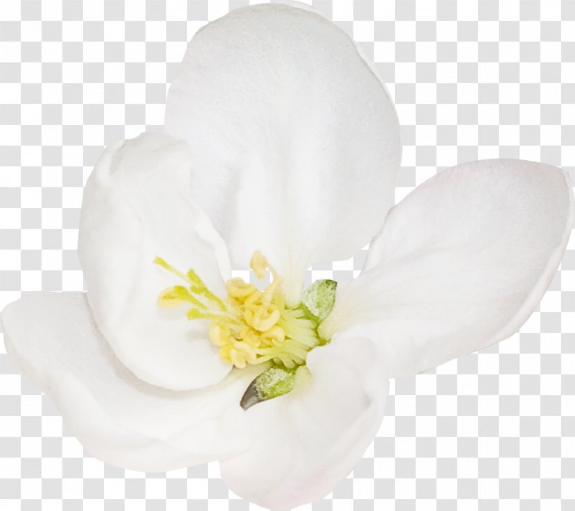 Flowering Plant - White - Flower Transparent PNG