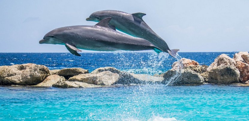 Dolphin Shutter Speed Marine Mammal Hotel - Connection Transparent PNG