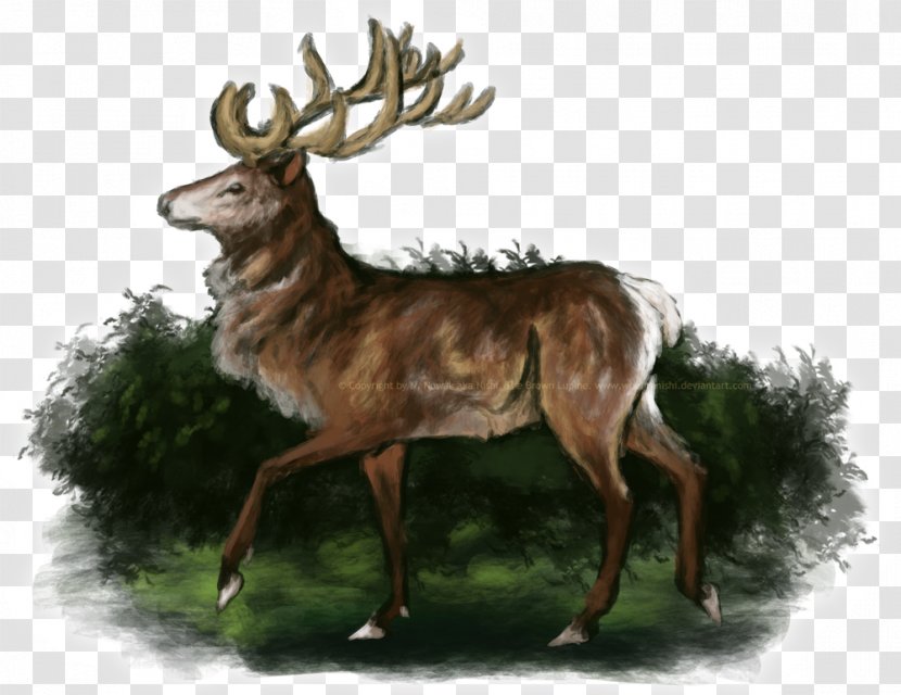 White-tailed Deer Elk Reindeer Musk - Antler - Proud Transparent PNG