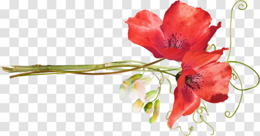 Poppy Flower Clip Art - Arranging - Watercolor Flowers Transparent PNG