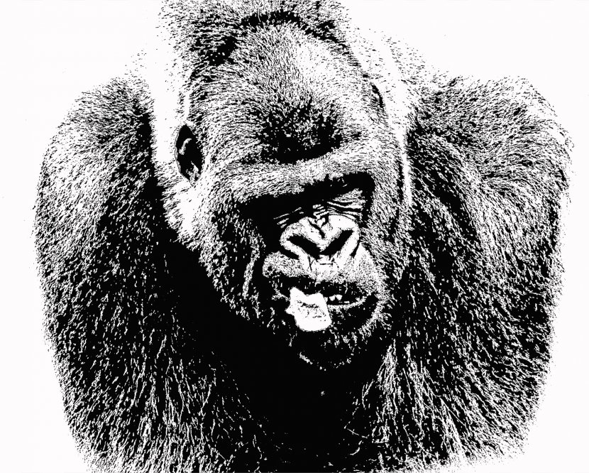 Common Chimpanzee Primate Western Lowland Gorilla Drawing - Organism Transparent PNG