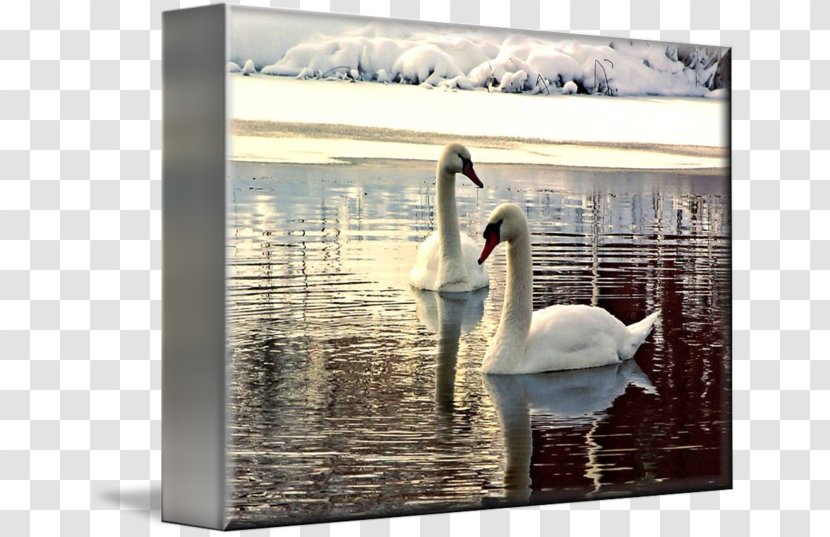 Cygnini Picture Frames Gallery Wrap Canvas Art - Printing - Watercolor Swan Transparent PNG