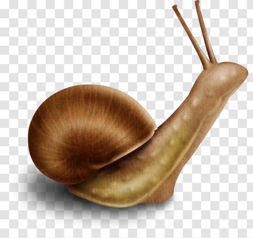 Escargot CorelDRAW - Cute Little Snail Transparent PNG