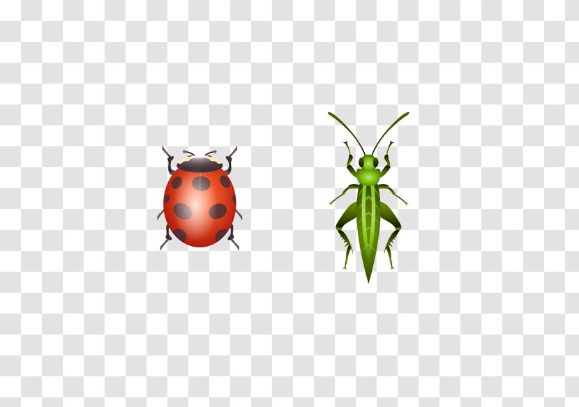 Ladybird Beetle Butterfly Illustration - Insect Transparent PNG