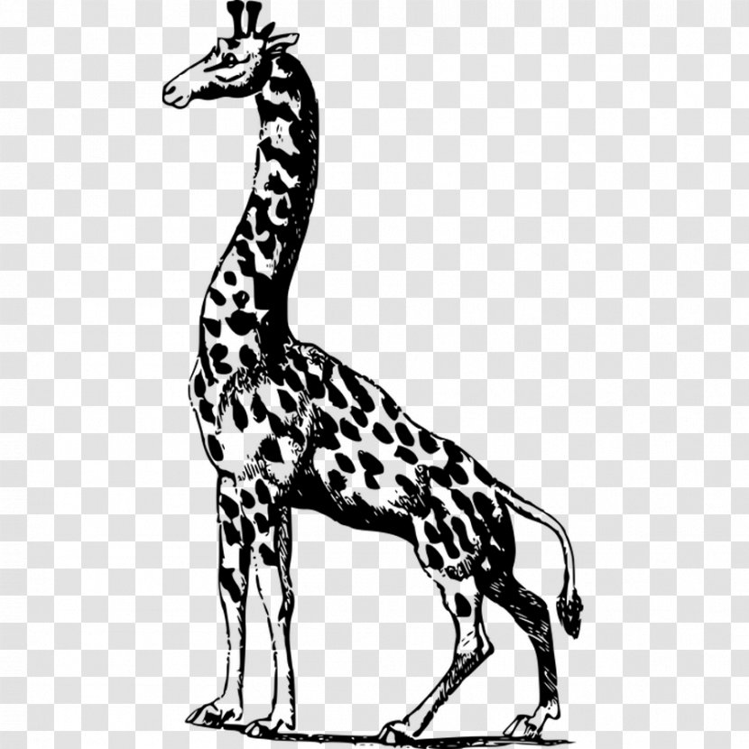 Giraffe Illustration - Neck - Black And White Transparent PNG