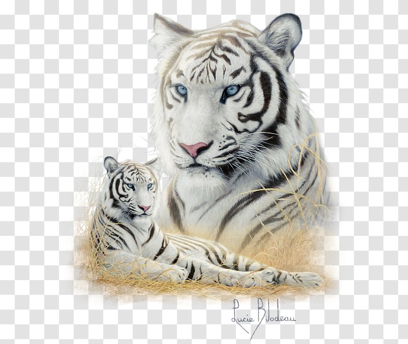 Tiger Whiskers Cat Snout Terrestrial Animal - Carnivoran Transparent PNG