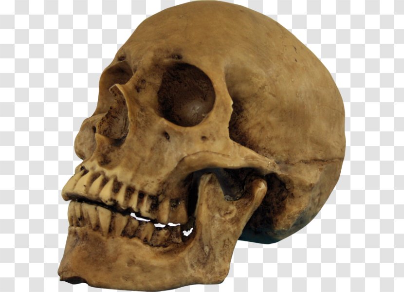 Skull Halloween Human Skeleton Party - Tree Transparent PNG