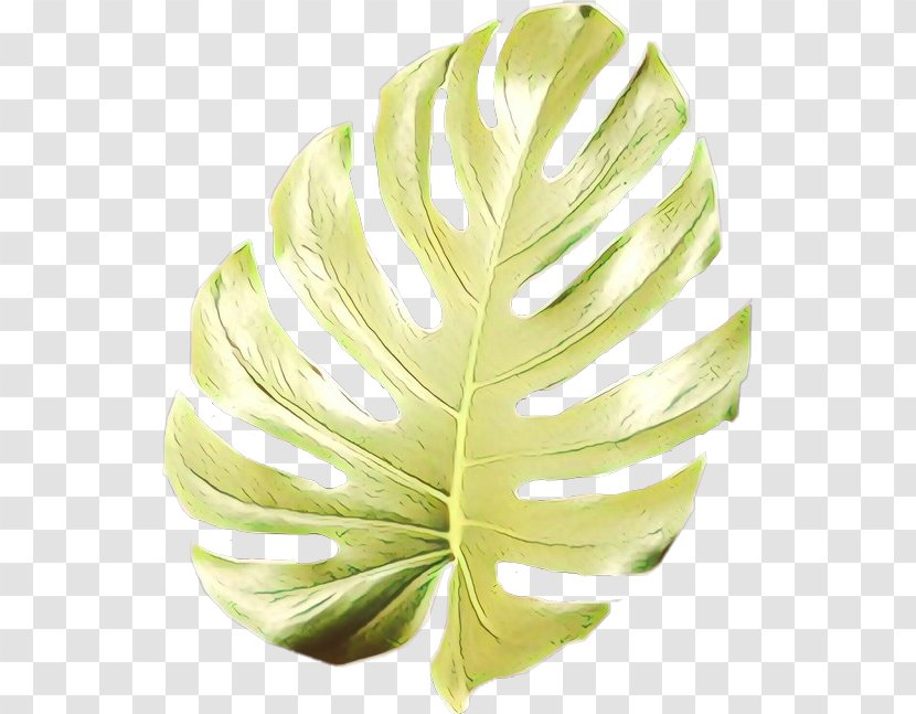 Green Leaf Background - Monstera Deliciosa - Vegetable Arum Family Transparent PNG