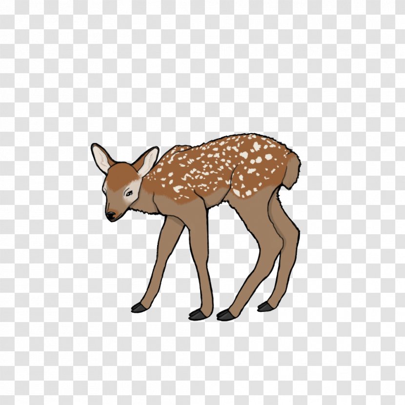 Reindeer White-tailed Deer Elk Musk Deers Transparent PNG