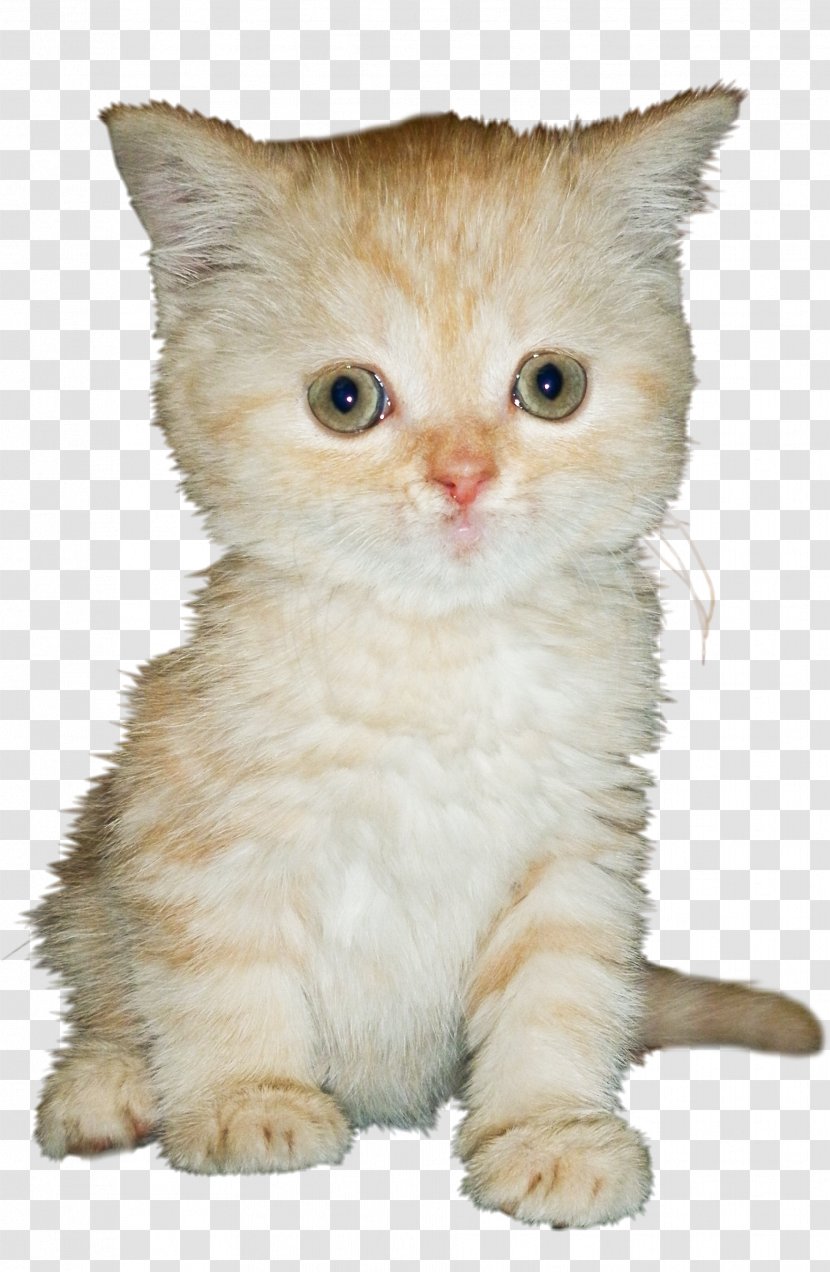 Cat Kitten - Mammal - Cats Transparent PNG