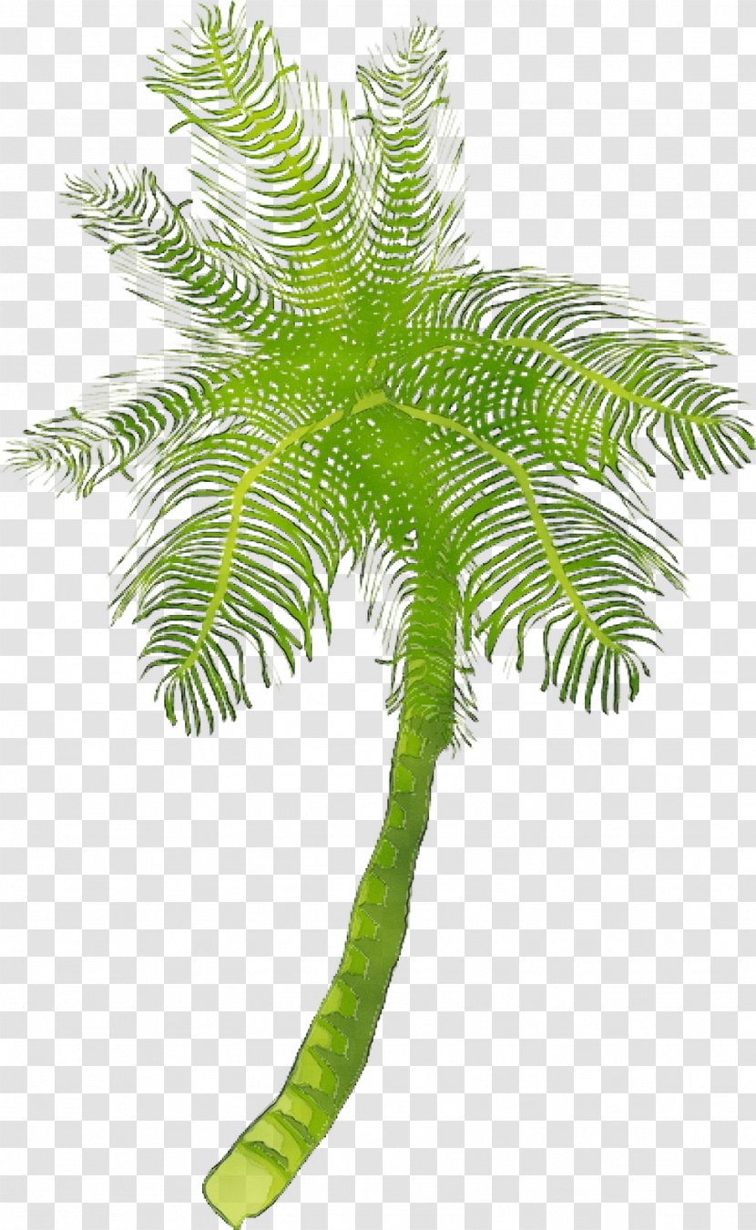 Coconut Date Palm Embryophyte Leaf Fern - Plant Stem - Terrestrial Transparent PNG