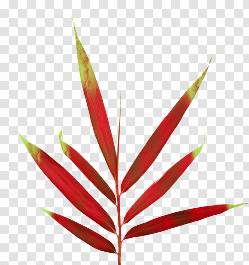 Leaf Plant Stem - Flor Transparent PNG