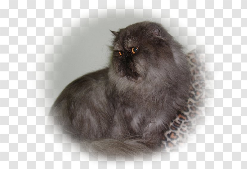 Persian Cat Asian Semi-longhair Domestic Long-haired British Fur - Semi Longhair - Exotic Shorthair Transparent PNG