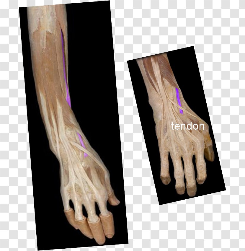 Finger Extensor Digitorum Muscle Pollicis Longus Brevis Flexor - Tree - Watercolor Transparent PNG