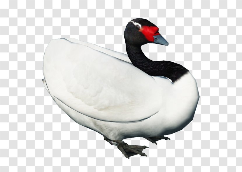 Swan Goose Black Bird Duck - Lying Transparent PNG