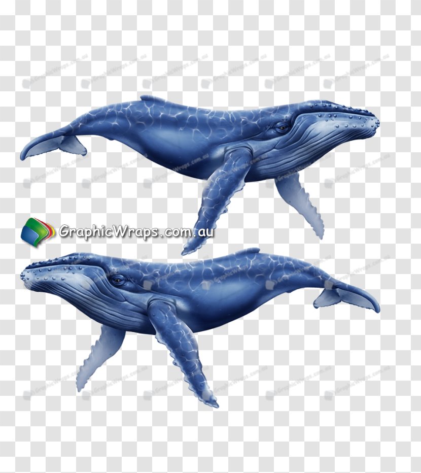 Common Bottlenose Dolphin Tucuxi Rough-toothed Cetaceans Wholphin - Whales Transparent PNG