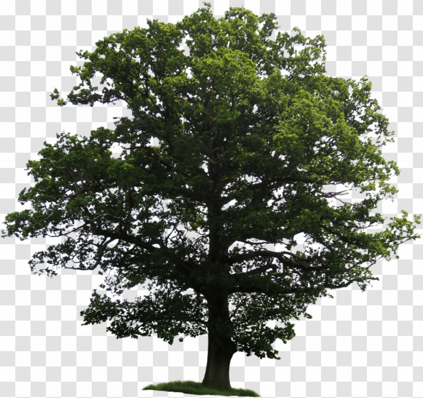 Tree Clipping Path Clip Art - Maple - Great Transparent PNG