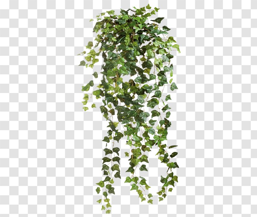 Vine - Leaf - Ivy Transparent PNG