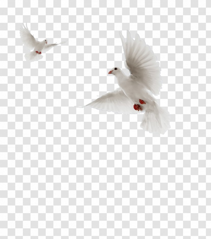 Bird Drawing - Seabird - Peace Transparent PNG