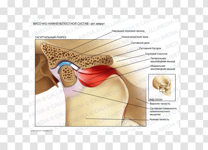 Temporomandibular Joint Dysfunction Anatomy Lateral Pterygoid Muscle - Frame - Skull Transparent PNG