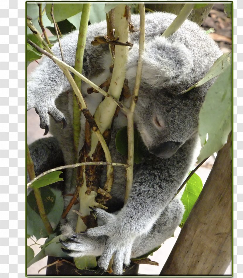 Koala New World Monkeys Fauna Terrestrial Animal Transparent PNG