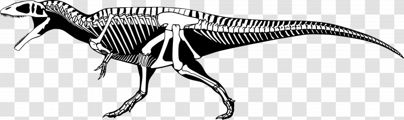 Carcharodontosaurus Mapusaurus Giganotosaurus Tyrannosaurus Acrocanthosaurus - Skull - Skeleton Transparent PNG