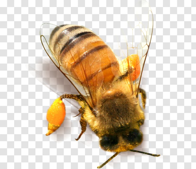 Bee Insect Clip Art - Pest Transparent PNG