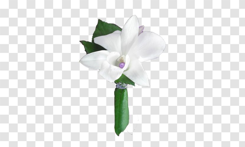 Moth Orchids Cut Flowers Cattleya Petal Transparent PNG