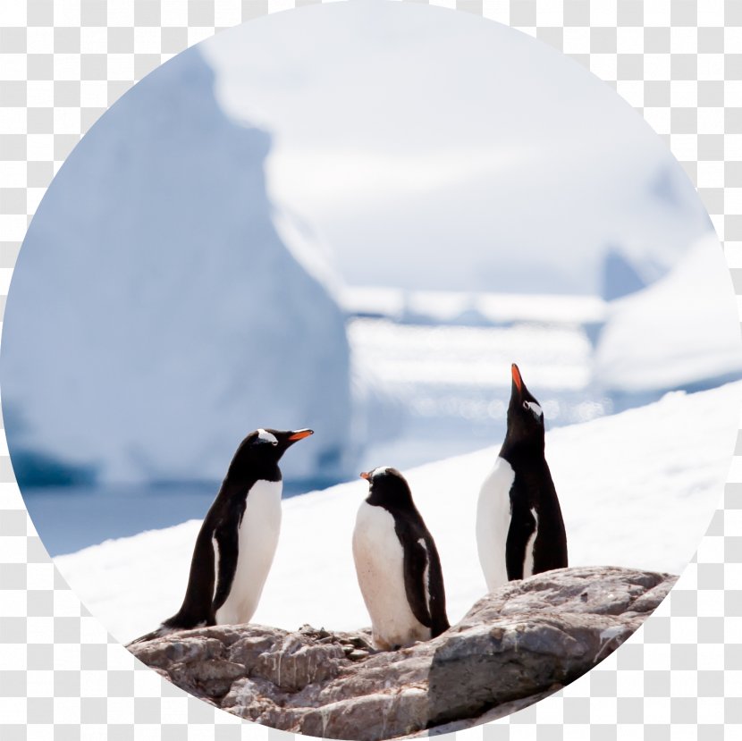 Penguin Antarctic Peninsula Stock Photography - Flightless Bird Transparent PNG