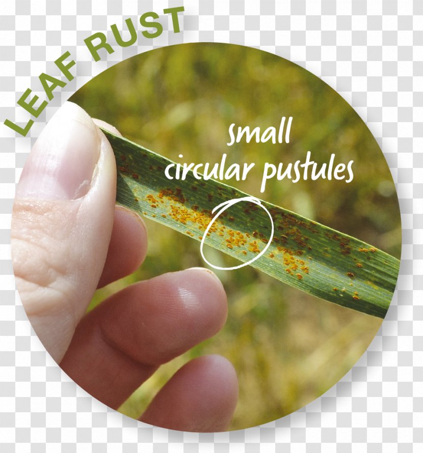 Alternative Health Services Medicine Finger Learning - Leaf Circle Transparent PNG