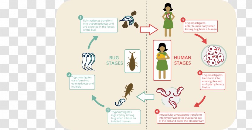 Brand Cartoon Diagram - Text - Diseases Transparent PNG