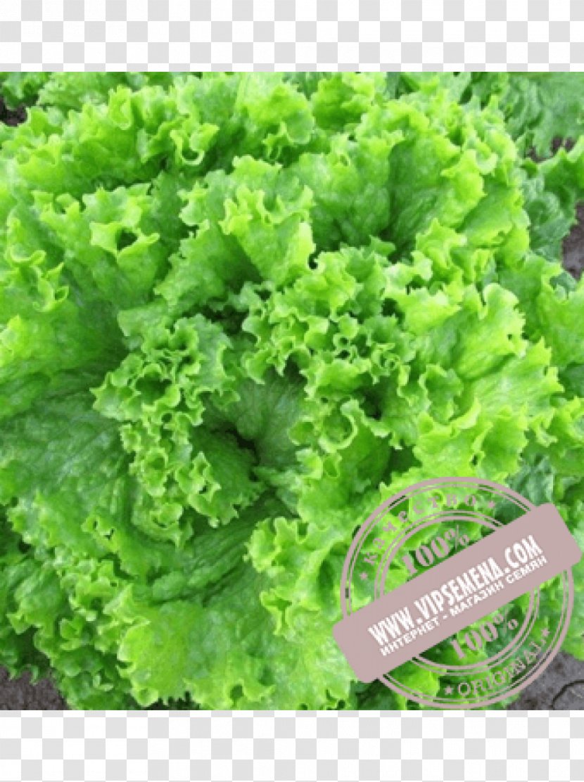 Seed Leaf Lettuce Salad Enza Zaden Cultivar - Herb Transparent PNG