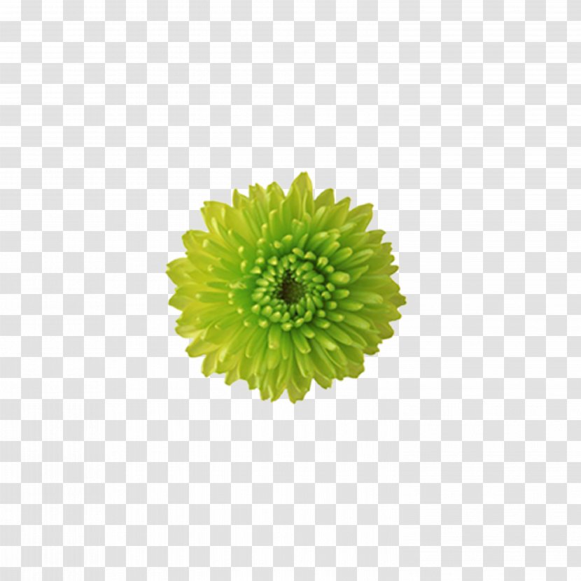 Border Flowers Green Wallpaper - Proflowers - Chrysanthemum Tea,flower Transparent PNG