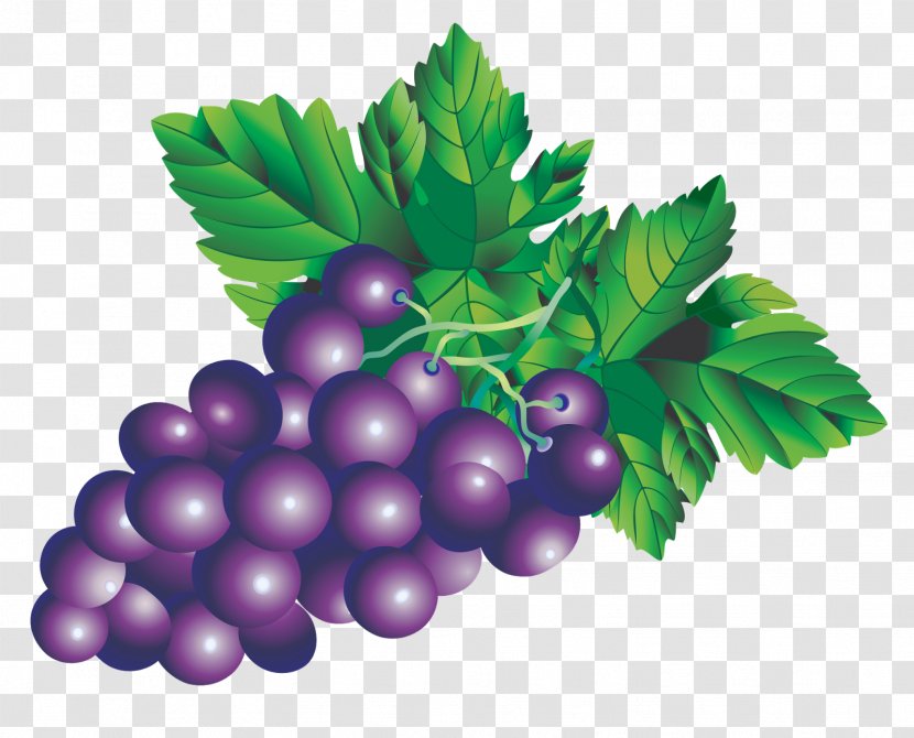 Juice Fruit Drawing - Grape - Grapes Transparent PNG