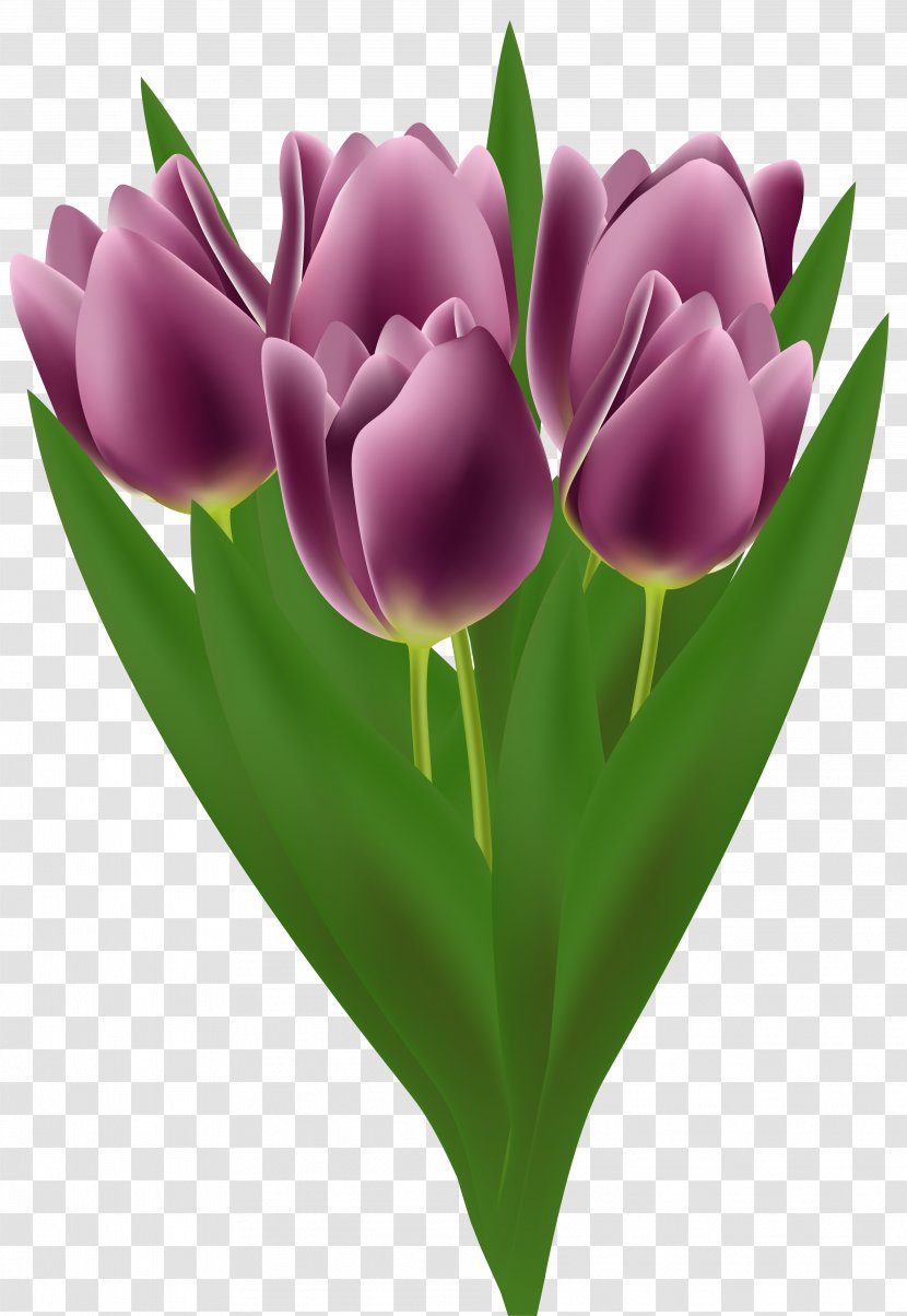Flower Bouquet Tulip Clip Art - Free Content - Cliparts Transparent PNG