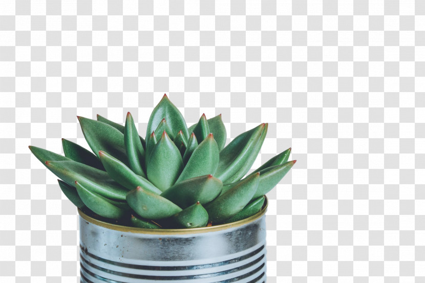 Succulent Plant Pexels Stock.xchng Image Stock Photography Transparent PNG