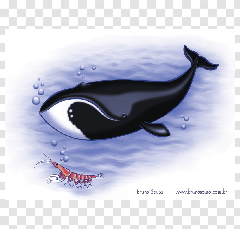 Killer Whale Southern Right Baleen North Atlantic - Cetacea - BALEIA Transparent PNG