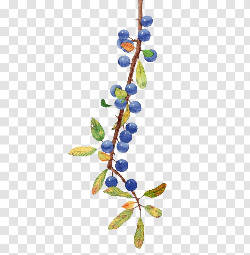 Blueberry Fruit - Dried - Watercolor Transparent PNG
