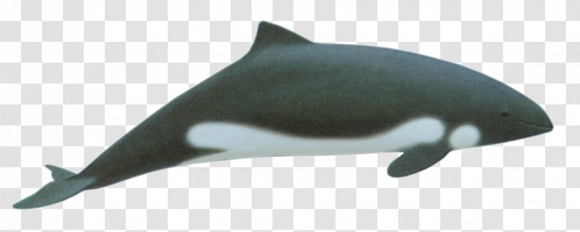 Porpoise Tucuxi Heaviside's Dolphin Cetacea - Whale Transparent PNG
