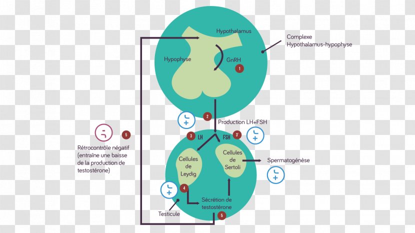 Brand Diagram Human Behavior - Technology Transparent PNG