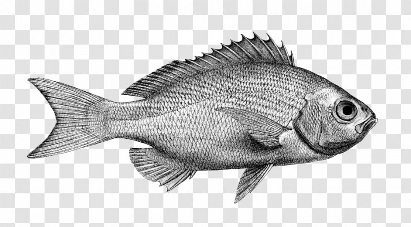 Northern Red Snapper Tilapia Fish Products Barramundi Perch - Seafood - Black And White Transparent PNG