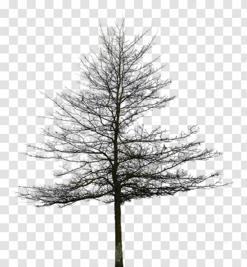 Spruce Fir Pine Tree - Larch Transparent PNG