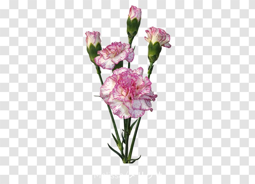 Cut Flowers Carnation Floristry Floral Design - Rose - Jade Flower Transparent PNG