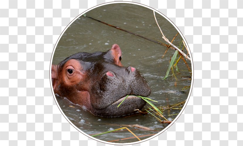 Hippopotamus Terrestrial Animal Wildlife Snout - Mammal Transparent PNG