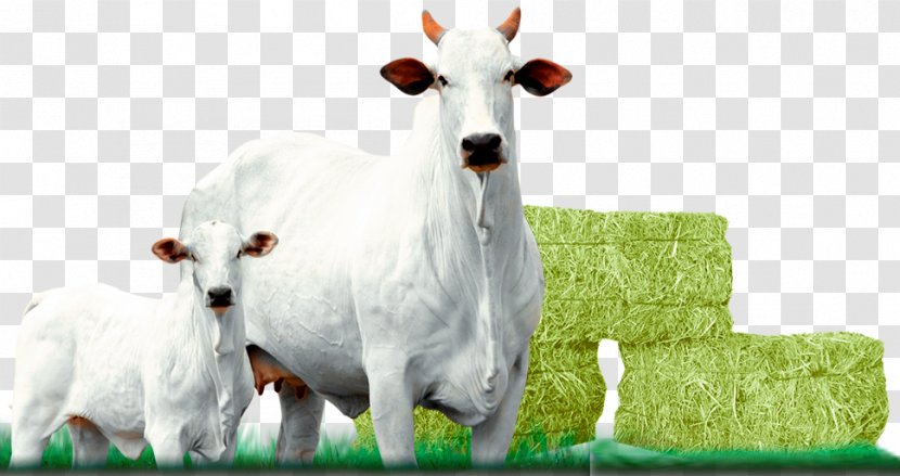 Nelore Taurine Cattle Calf Pasture Bull - Like Mammal Transparent PNG