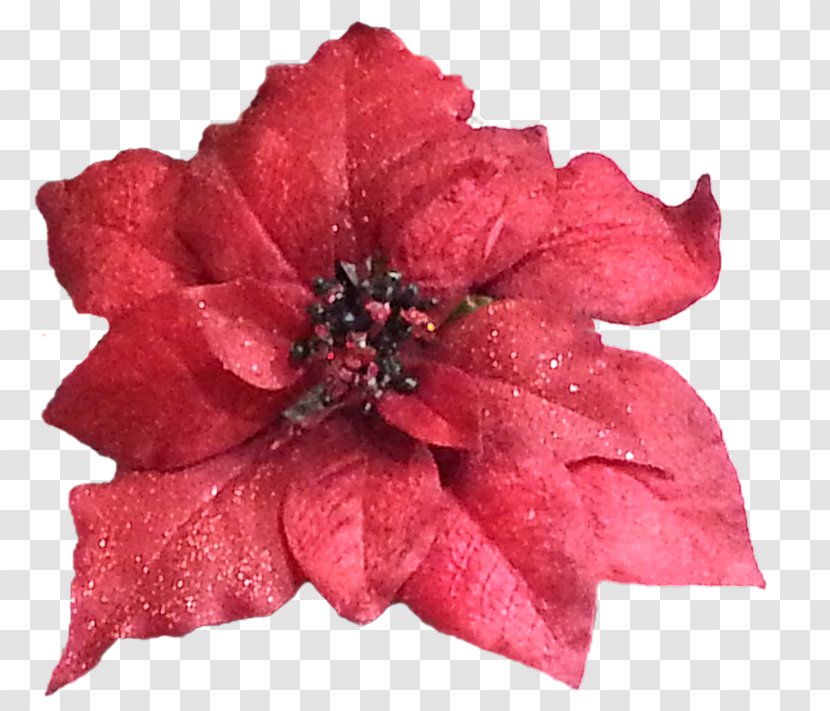 Magenta Cut Flowers - Petal - Chritmas Graphic Transparent PNG