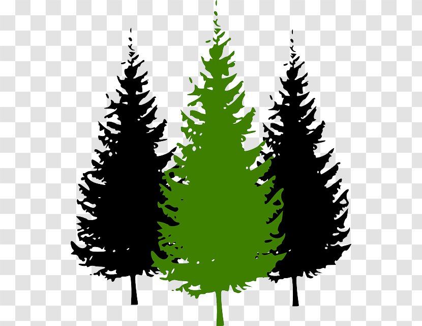 Pine Vector Graphics Clip Art Tree Fir - Plant Transparent PNG