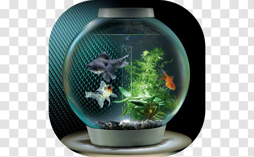 Siamese Fighting Fish Goldfish Shree Aquarium - Feeder Transparent PNG