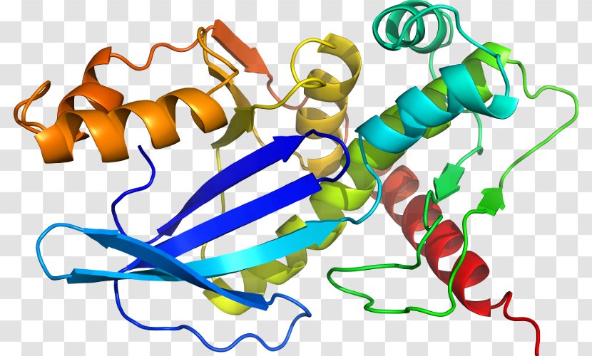 SAT1 Protein X Chromosome Gene Enzyme - Silhouette - Cartoon Transparent PNG